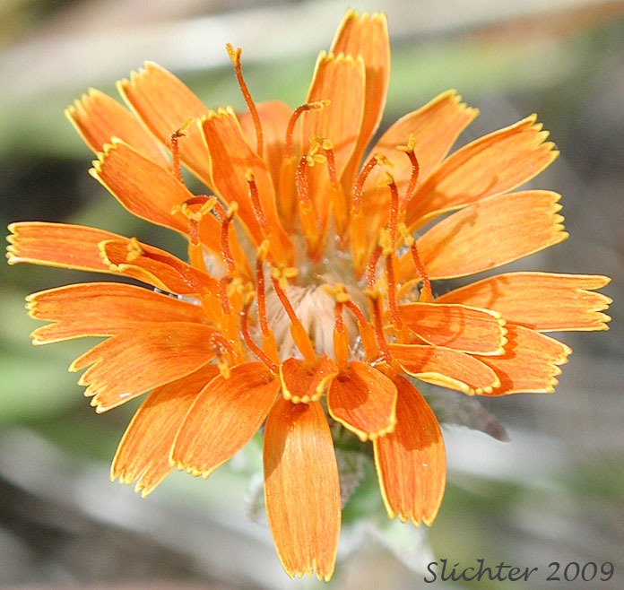 Flower head of Orange Agoseris, Slender Agoseris: Agoseris aurantiaca var. aurantiaca (Synonyms: Agoseris aurantiaca ssp. aurantiaca, Agoseris graminifolia, Agoseris rostrata, Troximon aurantiacum)