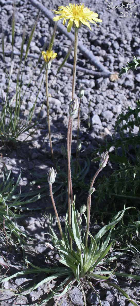 Hybrid Field Agoseris, Pale Agoseris: Agoseris x agrestis (Synonyms: Agoseris agrestis, Agoseris glauca, Agoseris glauca var. agrestis)