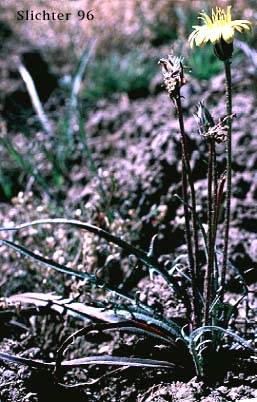 Mountain Agoseris: Agoseris parviflora
