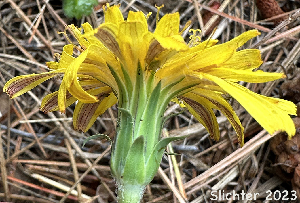 Pale Agoseris, Short-beaked Agoseris: Agoseris glauca var. glauca (Synonyms: Agoseris lacera, Agoseris lapathifolia, Agoseris longissima, Agoseris microdonta, Agoseris procera, Agoseris vicinalis, Agoseris turbinata, Troximon glaucum)