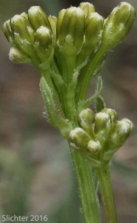 Flower head buds of Tapertip Hawksbeard, Long-leaved Hawksbeard: Crepis acuminata (Synonyms: Crepis acuminata ssp. acuminata, Crepis acuminata ssp. typica, Psilochenia acuminata)