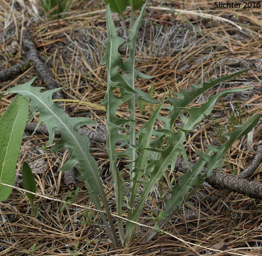 Basal leaves of Tapertip Hawksbeard, Long-leaved Hawksbeard: Crepis acuminata (Synonyms: Crepis acuminata ssp. acuminata, Crepis acuminata ssp. typica, Psilochenia acuminata)