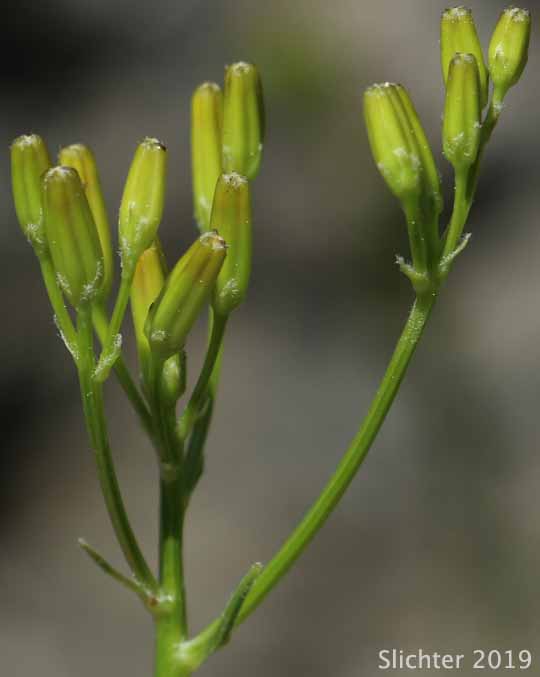 Budding inflorescence of Tapertip Hawksbeard, Long-leaved Hawksbeard: Crepis acuminata (Synonyms: Crepis acuminata ssp. acuminata, Crepis acuminata ssp. typica, Psilochenia acuminata)