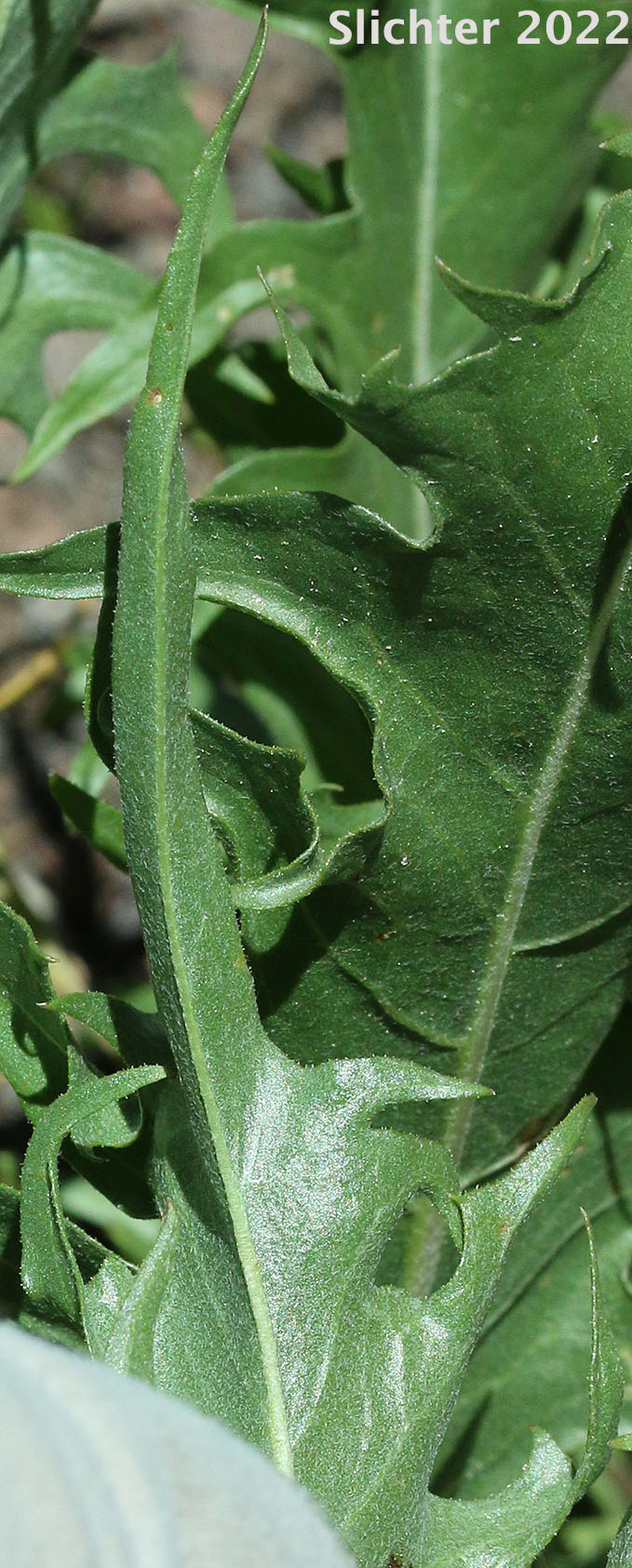 Tapertip Hawksbeard, Long-leaved Hawksbeard: Crepis acuminata (Synonyms: Crepis acuminata ssp. acuminata, Crepis acuminata ssp. typica, Psilochenia acuminata)