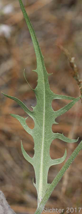 Stem leaf of Gray Hawksbeard, Intermediate Hawksbeard, Limestone Hawksbeard: Crepis intermedia (Synonym: Psilochenia intermedia)
