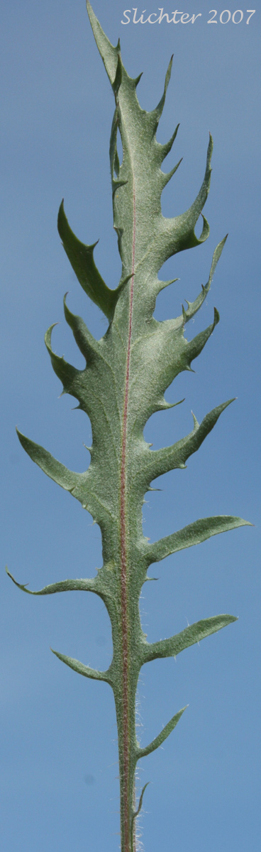 Leaf of Low Hawksbeard, Modoc Hawksbeard: Crepis modocensis (Synonyms: Crepis modocensis ssp. modocensis, Crepis modocensis ssp. rostrata, Crepis modocensis ssp. subacaulis)
