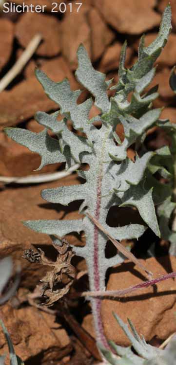 Basal leaf of Low Hawksbeard, Modoc Hawksbeard: Crepis modocensis (Synonyms: Crepis modocensis ssp. modocensis, Crepis modocensis ssp. rostrata, Crepis modocensis ssp. subacaulis)