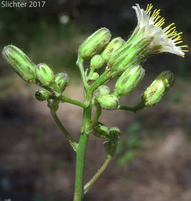 Inflorescence of White-flowered Hawkweed, White Hawkweed: Hieracium albiflorum (Synonyms: Chlorocrepis albiflora, Hieracium helleri, Hieracium occidentale, Hieracium siskiyouense)