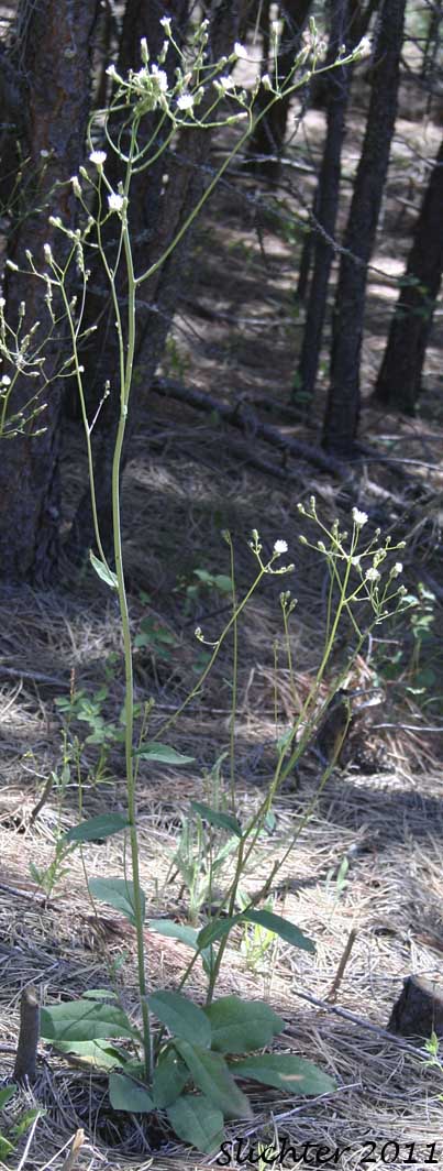 White-flowered Hawkweed, White Hawkweed: Hieracium albiflorum (Synonyms: Chlorocrepis albiflora, Hieracium helleri, Hieracium occidentale, Hieracium siskiyouense)