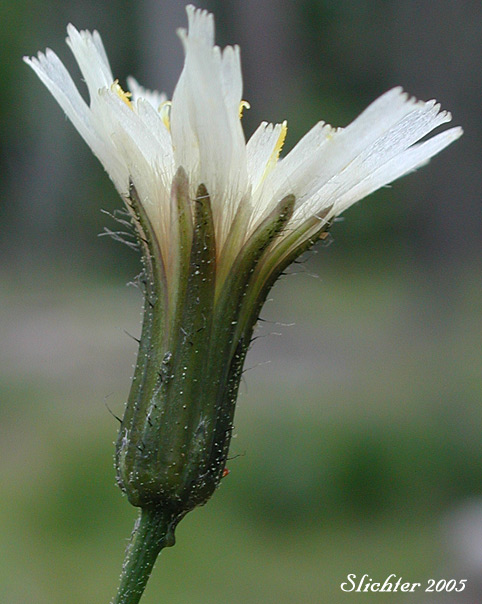Involucral bracts of White-flowered Hawkweed, White Hawkweed: Hieracium albiflorum (Synonyms: Chlorocrepis albiflora, Hieracium helleri, Hieracium occidentale, Hieracium siskiyouense)
