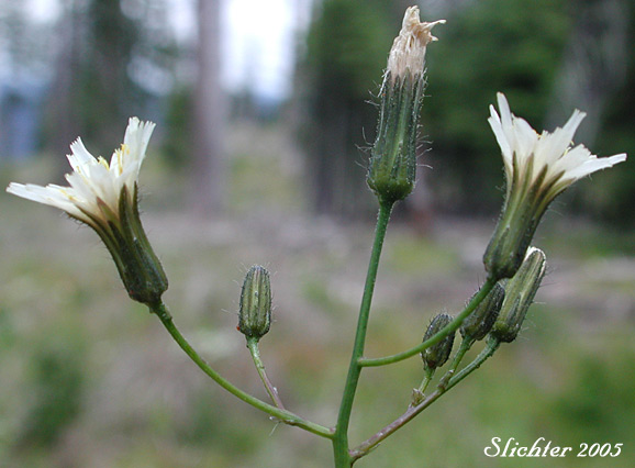 Close-up of the inflorescence of White-flowered Hawkweed, White Hawkweed: Hieracium albiflorum (Synonyms: Chlorocrepis albiflora, Hieracium helleri, Hieracium occidentale, Hieracium siskiyouense)