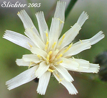 Close-up of the flower head of White-flowered Hawkweed, White Hawkweed: Hieracium albiflorum (Synonyms: Chlorocrepis albiflora, Hieracium helleri, Hieracium occidentale, Hieracium siskiyouense)
