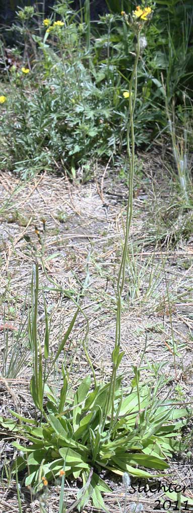Meadow Hawkweed, Yellow King Devil: Hieracium caespitosum (Synonym: Hieracium pratense)