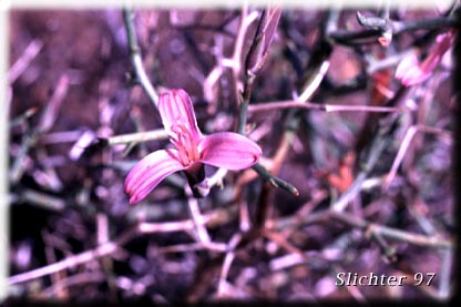 Spiny Skeletonweed: Pleiacanthus spinosus (Synonyms: Lygodesmia spinosa, Stephanomeria spinosa)