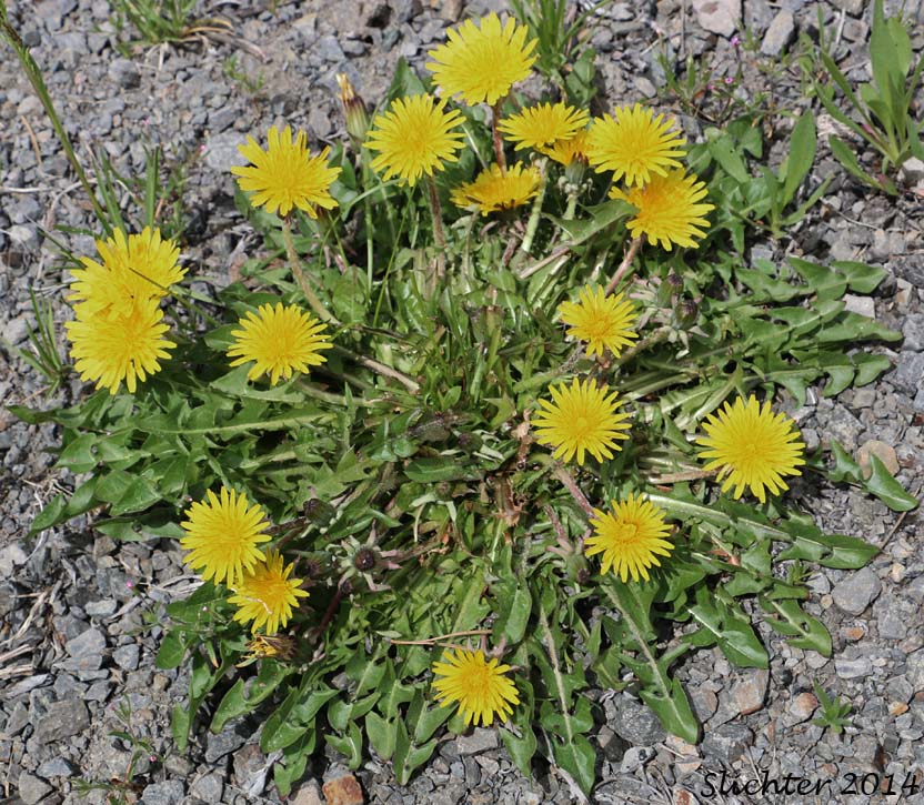 Common Dandelion: Taraxacum officinale (Synonyms: Taraxacum officinale ssp. officinale, Taraxacum officinale ssp. vulgare)
