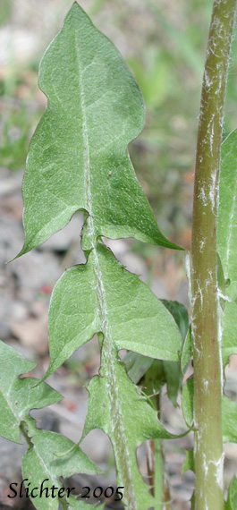 Basal leaf of Common Dandelion: Taraxacum officinale (Synonyms: Taraxacum officinale ssp. officinale, Taraxacum officinale ssp. vulgare)