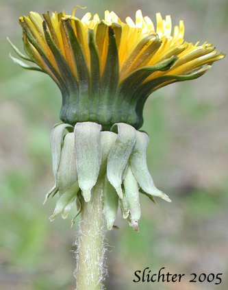 Flower head of Common Dandelion: Taraxacum officinale (Synonyms: Taraxacum officinale ssp. officinale, Taraxacum officinale ssp. vulgare)