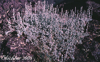Low sagebrush: Artemisia arbuscula