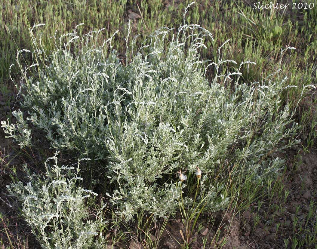Little Sagebrush, Low Sagebrush: Artemisia arbuscula ssp. arbuscula (Synonyms: Artemisia arbuscula var. arbuscula, Artemisia tridentata ssp. arbuscula, Seriphidium arbusculum)