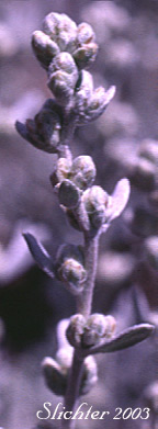 Inflorescence of Little Sagebrush, Low Sagebrush: Artemisia arbuscula ssp. arbuscula (Synonyms: Artemisia arbuscula var. arbuscula, Artemisia tridentata ssp. arbuscula, Seriphidium arbusculum)