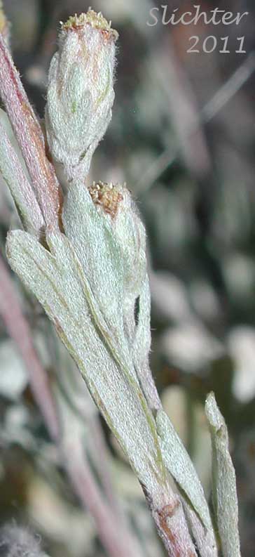 Flower heads of Little Sagebrush, Low Sagebrush: Artemisia arbuscula ssp. arbuscula (Synonyms: Artemisia arbuscula var. arbuscula, Artemisia tridentata ssp. arbuscula, Seriphidium arbusculum)