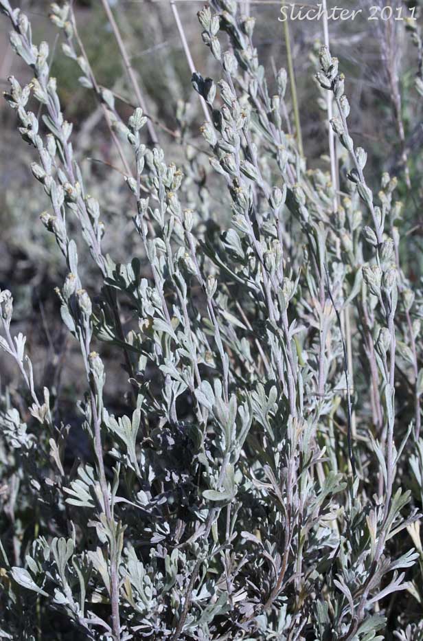 Little Sagebrush, Low Sagebrush: Artemisia arbuscula ssp. arbuscula (Synonyms: Artemisia arbuscula var. arbuscula, Artemisia tridentata ssp. arbuscula, Seriphidium arbusculum)