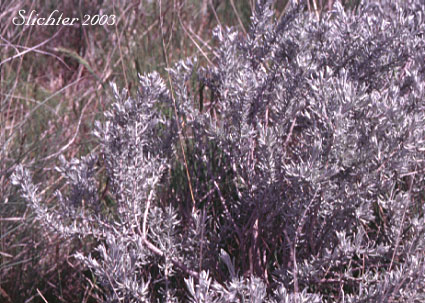 Hoary Sagebrush, Silver Sagebrush: Artemisia cana ssp. bolanderi (Synonyms: Artemisia bolanderi, Artemisia tridentata ssp. bolanderi, Artemisia tridentata var. bolanderi, Seriphidium canum ssp. bolanderi)