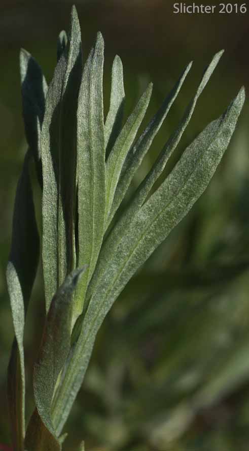 Hoary Sagebrush, Silver Sagebrush: Artemisia cana ssp. bolanderi (Synonyms: Artemisia bolanderi, Artemisia tridentata ssp. bolanderi, Artemisia tridentata var. bolanderi, Seriphidium canum ssp. bolanderi)
