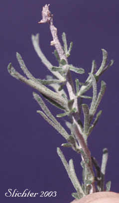Scabland Sagebrush, Stiff Sagebrush: Artemisia rigida (Synonyms: Artemisia trifida var. rigida, Seriphidium rigidum)