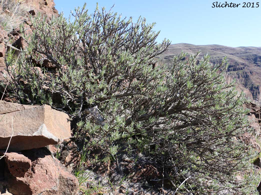 Stiff Sagebrush, Rigid Sagebrush: Artemisia rigida (Synonyms: Artemisia trifida var. rigida, Seriphidium rigidum)
