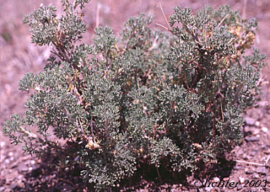 Bud Sage, Bud Sagebrush, Spring Sagebrush: Artemisia spinescens (Synonym: Picrothamnus desertorum)