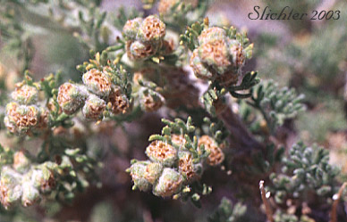 Bud Sage, Bud Sagebrush, Spring Sagebrush: Artemisia spinescens (Synonym: Picrothamnus desertorum)