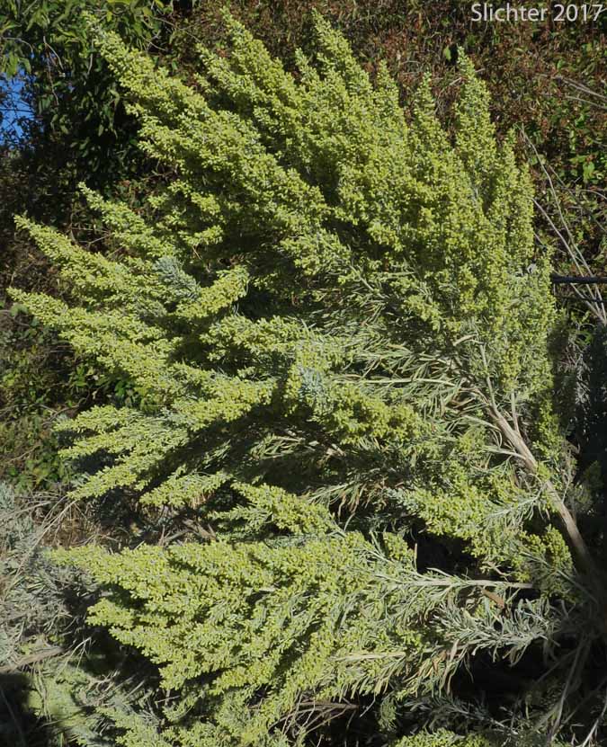 Basin Big Sagebrush, Big Sagebrush: Artemisia tridentata ssp. tridentata (Synonyms: Artemisa angustata, Artemisia tridentata var. angustifolia, Artemisia tridentata var. tridentata, Seriphidium tridentatum)
