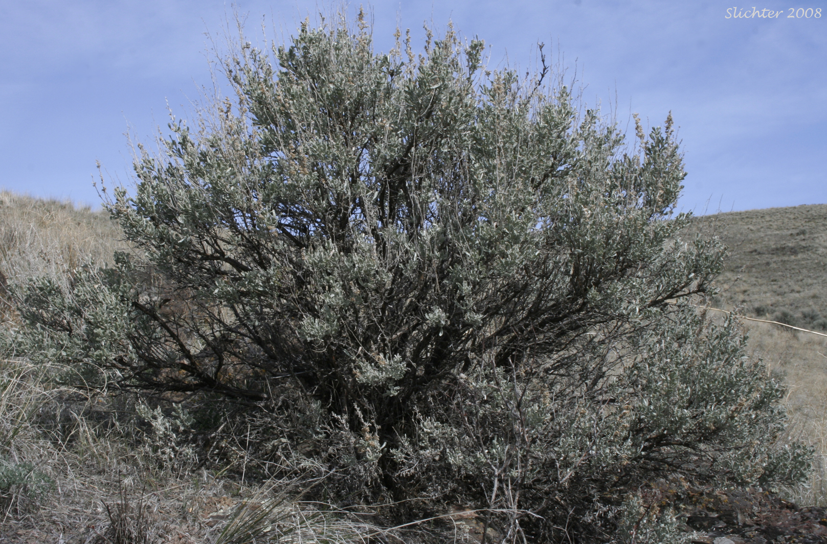 Big Sagebrush: Artemisia tridentata ssp. tridentata (Synonym: Artemisia tridentata var. tridentata)