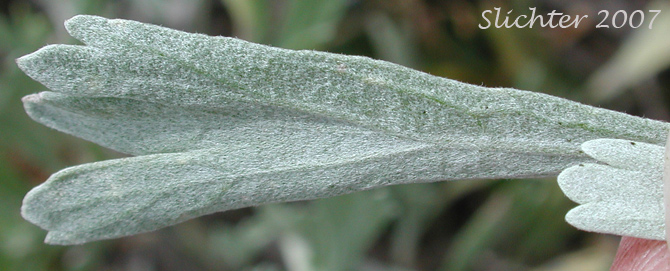 Dorsal leaf surface of Mountain Big Sagebrush, Vasey Sagebrush: Artemisia tridentata ssp. vaseyana (Synonym: Artemisia tridentata var. vaseyana)