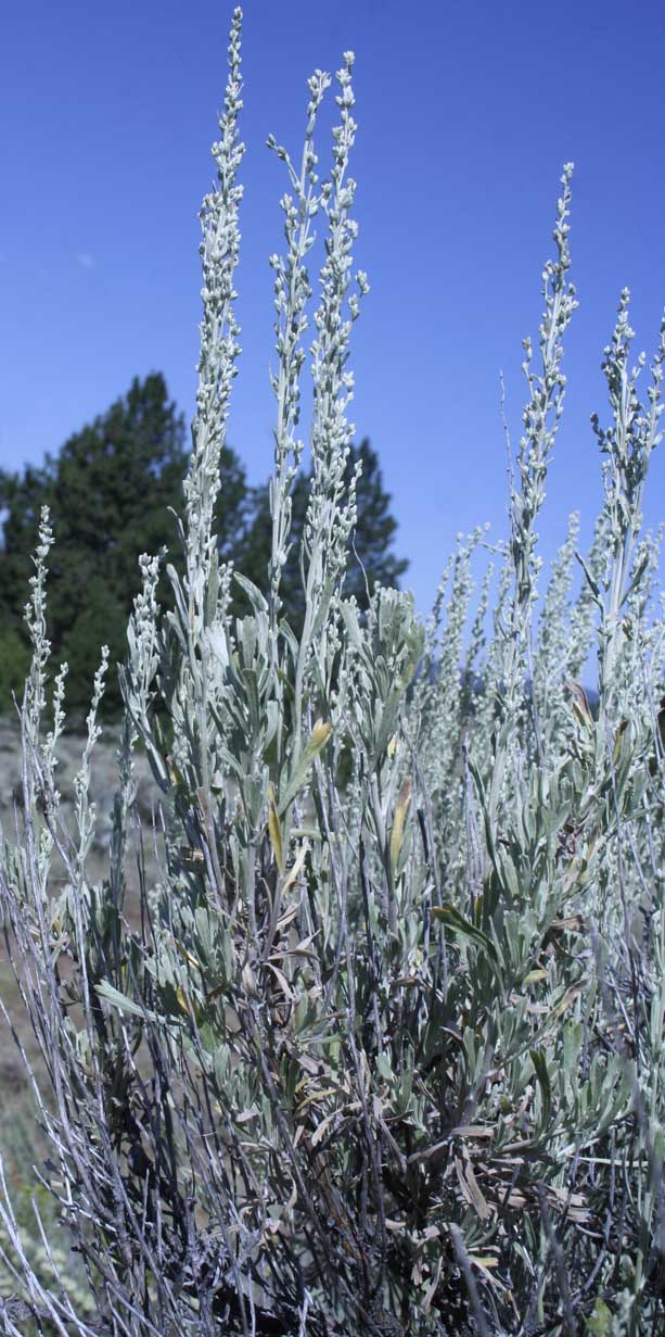 Mountain Big Sagebrush, Vasey Sagebrush: Artemisia tridentata ssp. vaseyana (Synonym: Artemisia tridentata var. vaseyana)