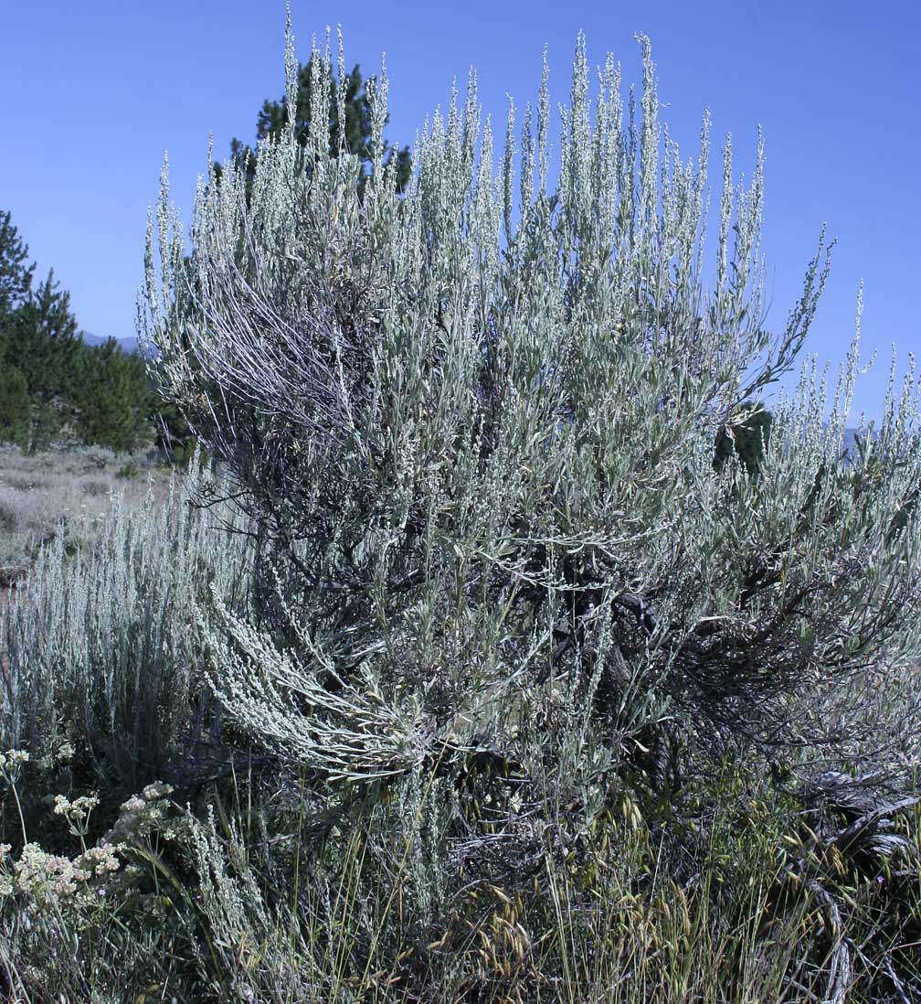 Vasey Sagebrush, Mountain Big Sagebrush: Artemisia tridentata ssp. vaseyana
