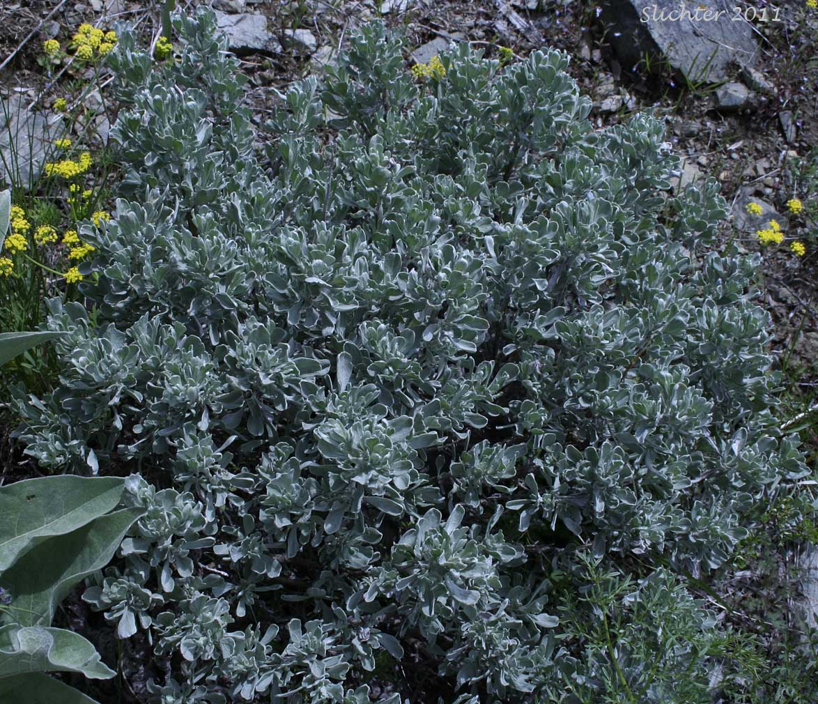Mountain Big Sagebrush, Vasey Sagebrush: Artemisia tridentata ssp. vaseyana (Synonym: Artemisia tridentata var. vaseyana)