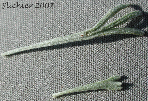 Closeup of the leaves of Threetip Sagebrush, Cutleaf Sagebrush: Artemisia tripartita ssp. tripartita (Synonyms: Artemisia tridentata ssp. trifida, Artemisia trifida, Seriphidium tripartitum)