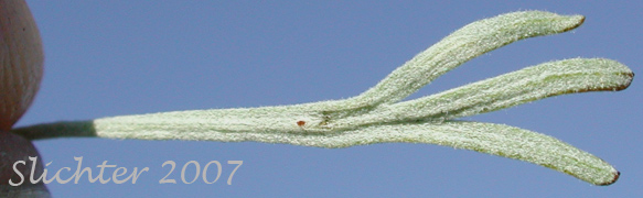 Close-up of a leaf of Threetip Sagebrush, Cutleaf Sagebrush: Artemisia tripartita ssp. tripartita (Synonyms: Artemisia tridentata ssp. trifida, Artemisia trifida, Seriphidium tripartitum)