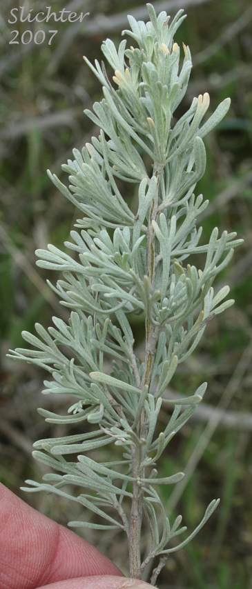 Threetip Sagebrush, Cutleaf Sagebrush: Artemisia tripartita ssp. tripartita (Synonyms: Artemisia tridentata ssp. trifida, Artemisia trifida, Seriphidium tripartitum)