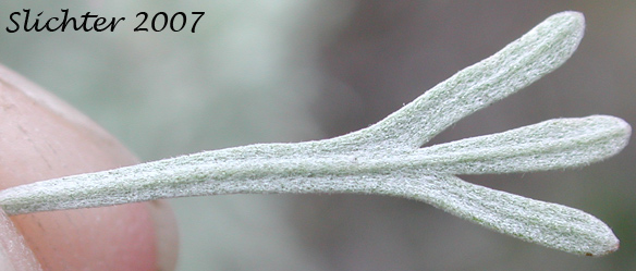 Close-up of the underside of a leaf of Threetip Sagebrush, Cutleaf Sagebrush: Artemisia tripartita ssp. tripartita (Synonyms: Artemisia tridentata ssp. trifida, Artemisia trifida, Seriphidium tripartitum)
