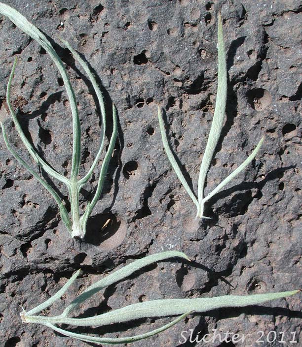 Leaves of Unidentified Artemisia #1