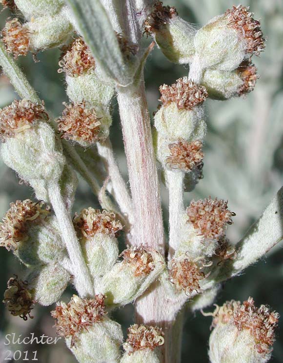 Close-up of a portion of the inflorescence of Unidentified Artemisia #1