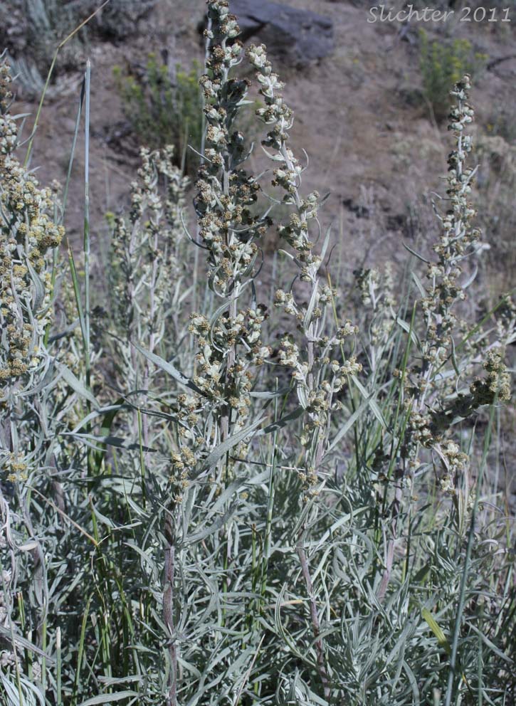 Unidentified Artemisia #1