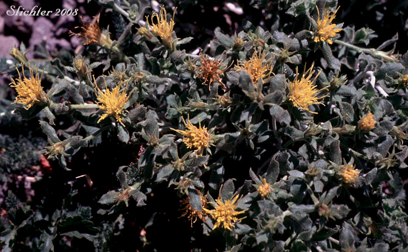 Discoid Goldenweed, Whitestem Goldenbush: Ericameria discoidea (Synonyms: Haplopappus discoidea var. discoidea, Haplopappus macronema, Haplopappus macronema var. macronema, Haplopappus macronema var. typicus, Macronema discoidea)