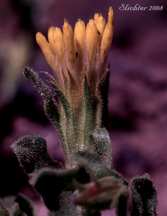 Flower head of Discoid Goldenweed, Whitestem Goldenbush: Ericameria discoidea (Synonyms: Haplopappus discoidea var. discoidea, Haplopappus macronema, Haplopappus macronema var. macronema, Haplopappus macronema var. typicus, Macronema discoidea)