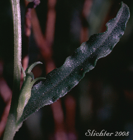Stem leaves of Discoid Goldenweed, Whitestem Goldenbush: Ericameria discoidea (Synonyms: Haplopappus discoidea var. discoidea, Haplopappus macronema, Haplopappus macronema var. macronema, Haplopappus macronema var. typicus, Macronema discoidea)