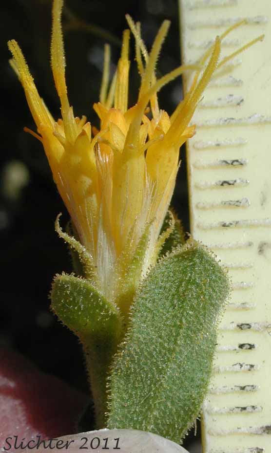 Flower head and upper stem leaf of Synonyms: Haplopappus discoidea var. discoidea, Haplopappus macronema, Haplopappus macronema var. macronema, Haplopappus macronema var. typicus, Macronema discoidea