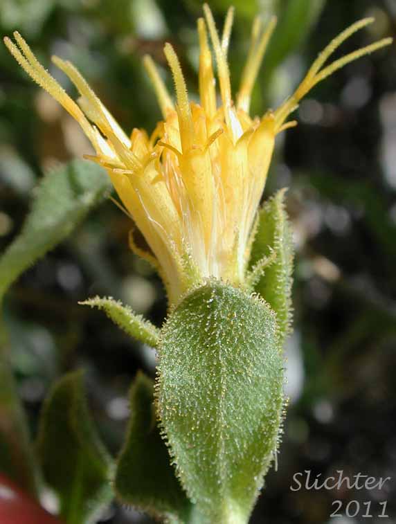 Flower head of Synonyms: Haplopappus discoidea var. discoidea, Haplopappus macronema, Haplopappus macronema var. macronema, Haplopappus macronema var. typicus, Macronema discoidea